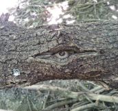 The tree is watching me…