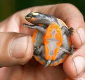 Just a beautiful orange baby turtle…