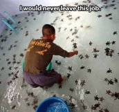 Working with baby turtles…