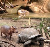 Baby hippo and old tortoise become best friends…