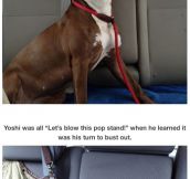 Photos of dogs taken after leaving the shelter and getting in the car