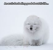 Smiling arctic fox
