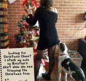 The Best of Dog Shaming – Christmas (21 pics)