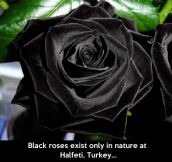 Black roses…