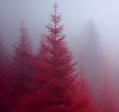Red forest…