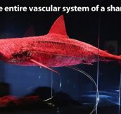 Shark’s anatomy…