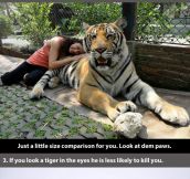 Badass facts about a tiger…
