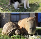The Internet needs more capybaras…