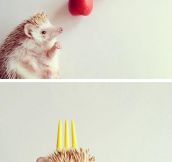 Darcy, the most famous hedgehog on the Internet…