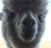 Smiling alpaca…