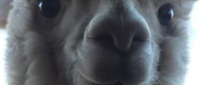 Smiling alpaca…