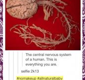 The central nervous system…
