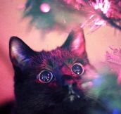 Every cat during Christmas…