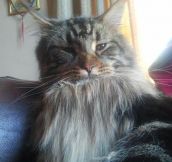 Bearded cat…