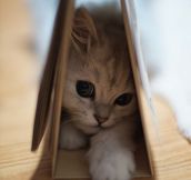 Sweet little kitty…