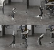 Fabulous dancing skills…