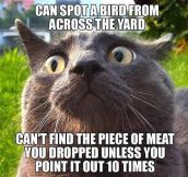 Every cat I’ve ever got to know…