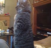 Standing cat…