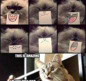 Facial expressions for cats…
