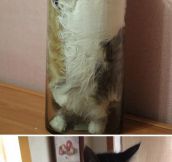 Why cats are liquids…
