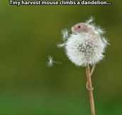 The mouse and the dandelion…