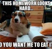 How the dog ate my homework excuses start…