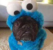 Strange Cookie Monster…