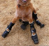 A dog with 4 prosthetic legs…