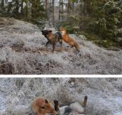 The real Fox and the Hound…