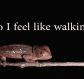 Do I feel like walking…