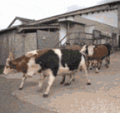 Happy cows returning to the pasture after a long winter in the cow shed…