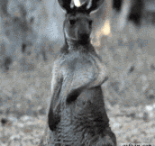 Air guitar kangaroo…