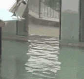 A graceful Penguin dives in…