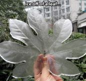 Taking the ice off a leaf…