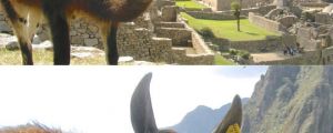 Meanwhile in Machu Picchu…