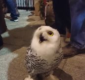 Disoriented owl…