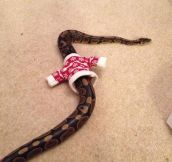 Sweater for a snake…