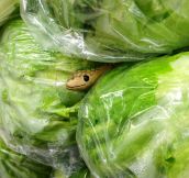 Snake in the lettuce…