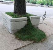 Grass leak…