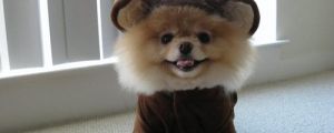 21 Dogs Dressed as Other Animals for Halloween