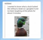 Ducks without beaks