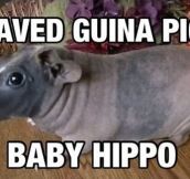 Like a baby hippo