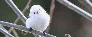The cutest bird you’ll see today