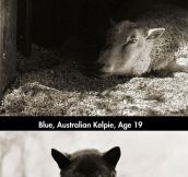 Touching portraits of elderly animals