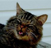 Cats Caught Mid Sneeze (17 pics)