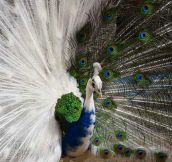 Half-Albino Peacock…