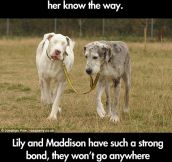 Blind Great Dane and her guide dog…