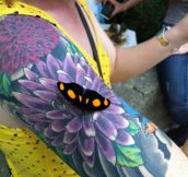 Butterfly gets tricked by a tattoo…