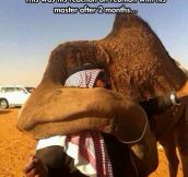 Camels are very loyal animals…