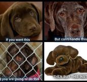Dogs aren’t disposable…